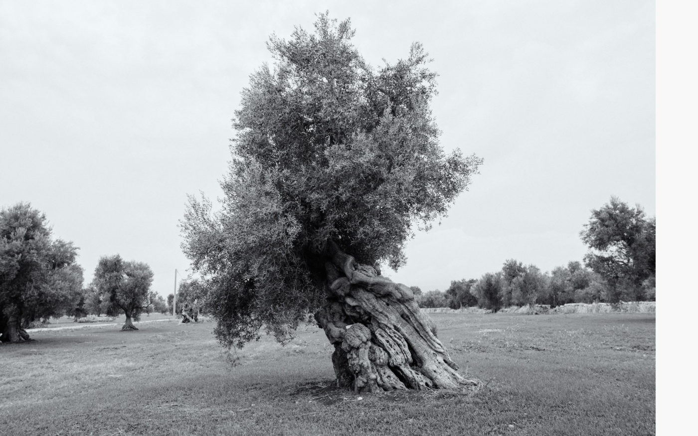 Olive Trees, Fasano, Puglia, Italy