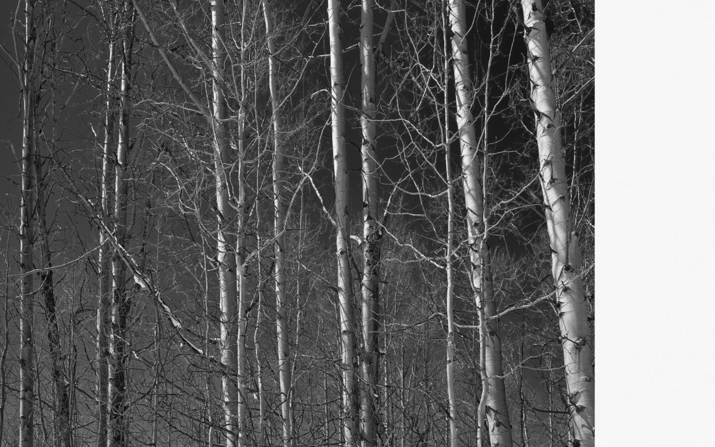 Aspen Grove, Lake Tahoe, California