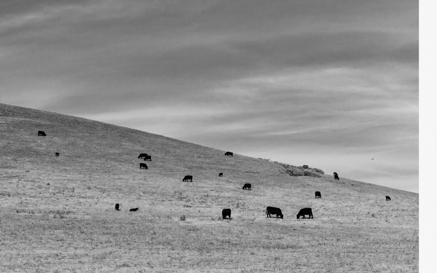 Sonoma Coast, California