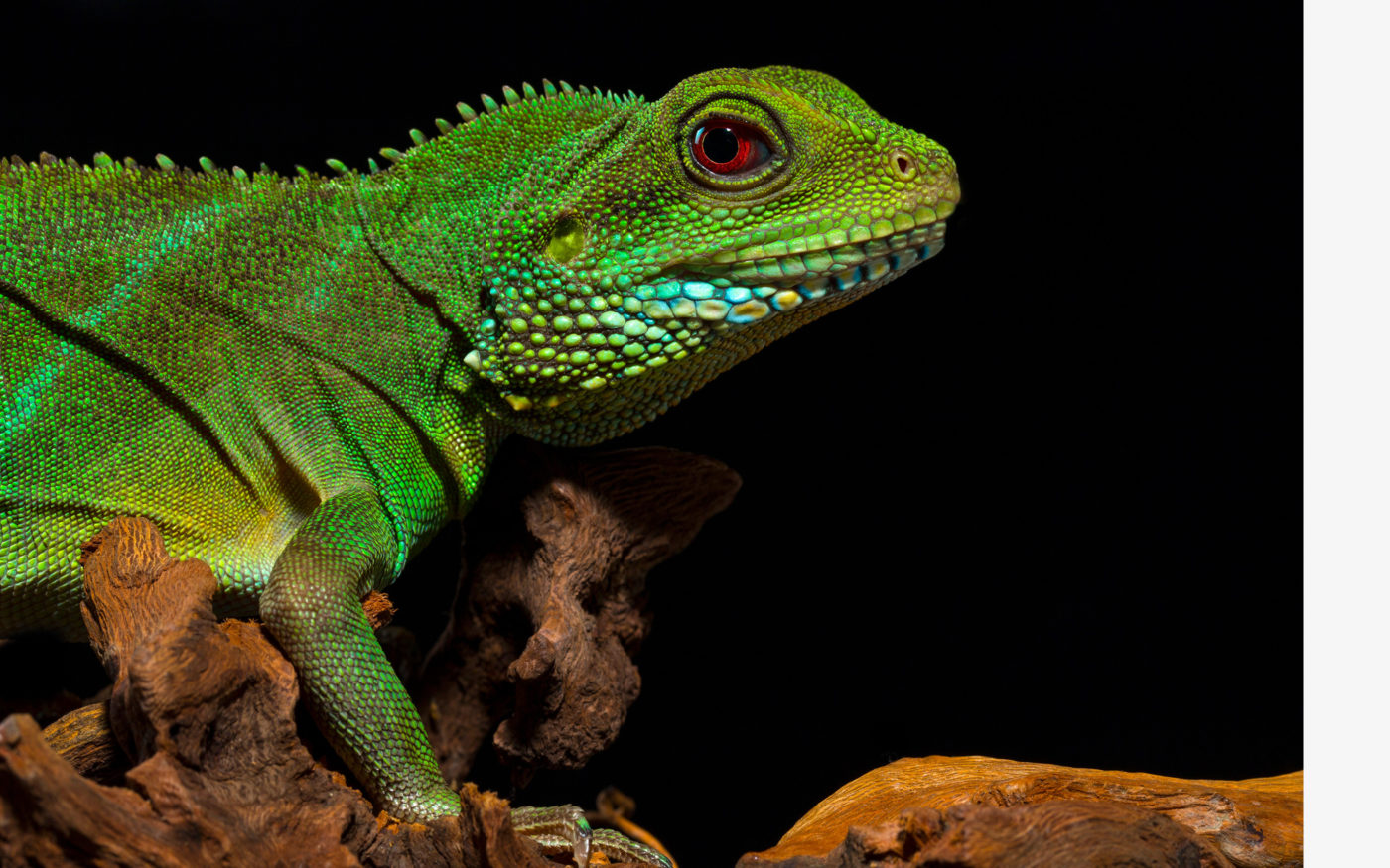 Samsung _ Rainbow Animals