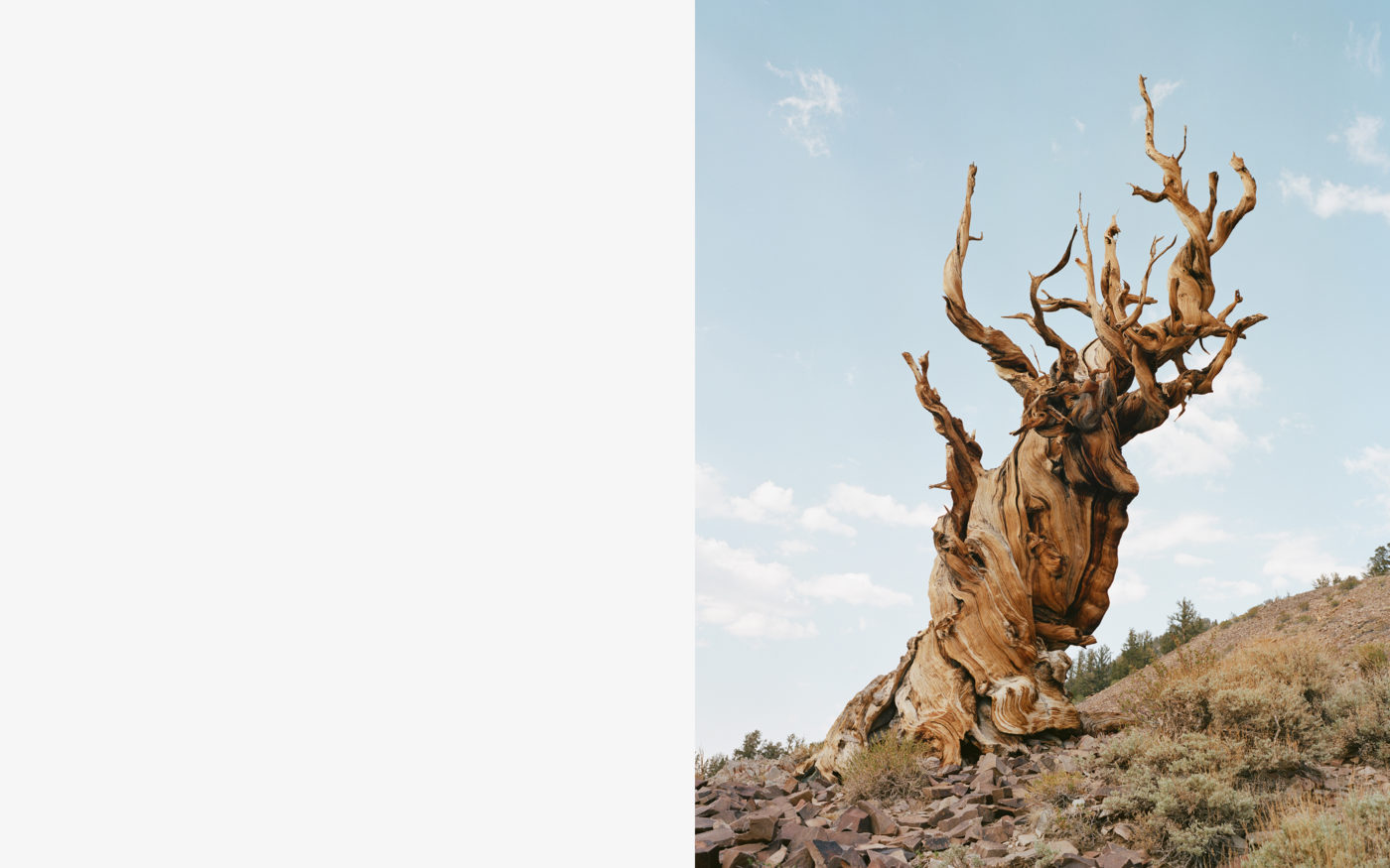 Ancient Bristlecone Pine, California